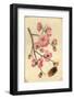 Oriental Style Depiction of Pink Cherry Blossom Showing the Branch Buds and Open Flowers-null-Framed Photographic Print