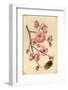 Oriental Style Depiction of Pink Cherry Blossom Showing the Branch Buds and Open Flowers-null-Framed Photographic Print