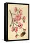 Oriental Style Depiction of Pink Cherry Blossom Showing the Branch Buds and Open Flowers-null-Framed Stretched Canvas