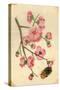 Oriental Style Depiction of Pink Cherry Blossom Showing the Branch Buds and Open Flowers-null-Stretched Canvas