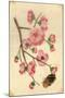Oriental Style Depiction of Pink Cherry Blossom Showing the Branch Buds and Open Flowers-null-Mounted Photographic Print