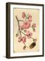 Oriental Style Depiction of Pink Cherry Blossom Showing the Branch Buds and Open Flowers-null-Framed Photographic Print