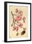 Oriental Style Depiction of Pink Cherry Blossom Showing the Branch Buds and Open Flowers-null-Framed Photographic Print