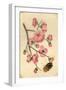 Oriental Style Depiction of Pink Cherry Blossom Showing the Branch Buds and Open Flowers-null-Framed Photographic Print