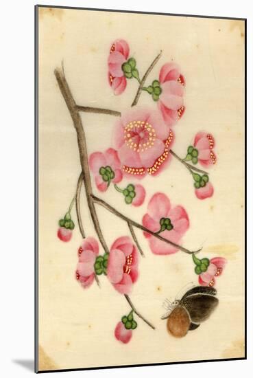 Oriental Style Depiction of Pink Cherry Blossom Showing the Branch Buds and Open Flowers-null-Mounted Photographic Print