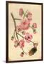 Oriental Style Depiction of Pink Cherry Blossom Showing the Branch Buds and Open Flowers-null-Framed Photographic Print