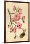 Oriental Style Depiction of Pink Cherry Blossom Showing the Branch Buds and Open Flowers-null-Framed Photographic Print