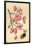 Oriental Style Depiction of Pink Cherry Blossom Showing the Branch Buds and Open Flowers-null-Framed Photographic Print