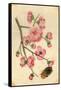 Oriental Style Depiction of Pink Cherry Blossom Showing the Branch Buds and Open Flowers-null-Framed Stretched Canvas