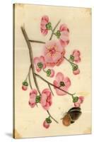 Oriental Style Depiction of Pink Cherry Blossom Showing the Branch Buds and Open Flowers-null-Stretched Canvas