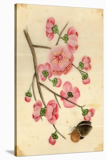 Oriental Style Depiction of Pink Cherry Blossom Showing the Branch Buds and Open Flowers-null-Stretched Canvas