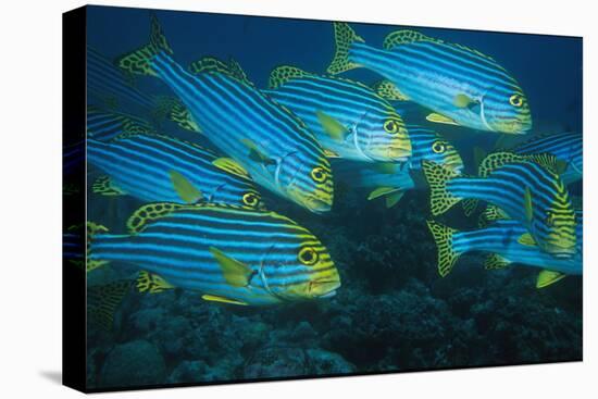 Oriental Sweetlip (Plectorhinchus orientalis) Group swimming, close-up, Vella Pass, Vadoo-Colin Marshall-Stretched Canvas