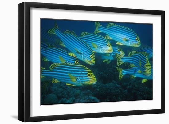 Oriental Sweetlip (Plectorhinchus orientalis) Group swimming, close-up, Vella Pass, Vadoo-Colin Marshall-Framed Photographic Print