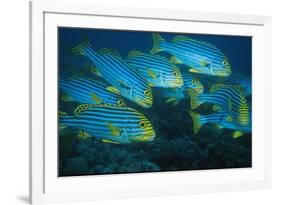 Oriental Sweetlip (Plectorhinchus orientalis) Group swimming, close-up, Vella Pass, Vadoo-Colin Marshall-Framed Photographic Print