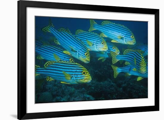 Oriental Sweetlip (Plectorhinchus orientalis) Group swimming, close-up, Vella Pass, Vadoo-Colin Marshall-Framed Photographic Print