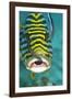 Oriental Sweetlips Being Cleaned by Two Cleaner-null-Framed Photographic Print