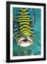 Oriental Sweetlips Being Cleaned by Two Cleaner-null-Framed Photographic Print