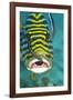 Oriental Sweetlips Being Cleaned by Two Cleaner-null-Framed Photographic Print