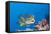 Oriental Sweetlips Cleaned by Cleaner Wrasse, Maldives-Reinhard Dirscherl-Framed Stretched Canvas