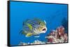 Oriental Sweetlips Cleaned by Cleaner Wrasse, Maldives-Reinhard Dirscherl-Framed Stretched Canvas