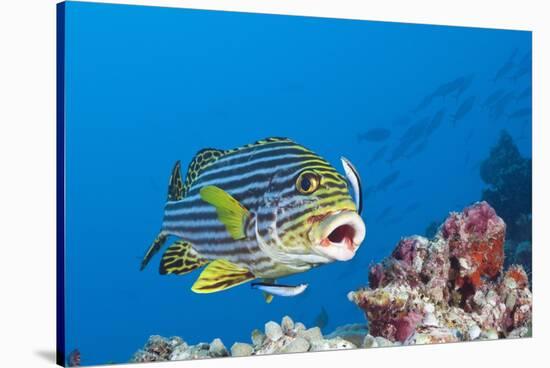 Oriental Sweetlips Cleaned by Cleaner Wrasse, Maldives-Reinhard Dirscherl-Stretched Canvas