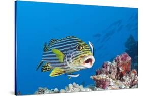 Oriental Sweetlips Cleaned by Cleaner Wrasse, Maldives-Reinhard Dirscherl-Stretched Canvas
