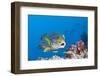 Oriental Sweetlips Cleaned by Cleaner Wrasse, Maldives-Reinhard Dirscherl-Framed Photographic Print