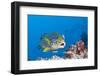 Oriental Sweetlips Cleaned by Cleaner Wrasse, Maldives-Reinhard Dirscherl-Framed Photographic Print