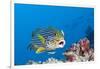 Oriental Sweetlips Cleaned by Cleaner Wrasse, Maldives-Reinhard Dirscherl-Framed Photographic Print