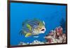 Oriental Sweetlips Cleaned by Cleaner Wrasse, Maldives-Reinhard Dirscherl-Framed Photographic Print