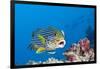 Oriental Sweetlips Cleaned by Cleaner Wrasse, Maldives-Reinhard Dirscherl-Framed Photographic Print