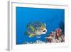 Oriental Sweetlips Cleaned by Cleaner Wrasse, Maldives-Reinhard Dirscherl-Framed Photographic Print