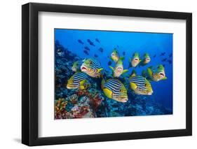 Oriental sweetlips, Laamu Atoll, Maldives. Indian Ocean-Alex Mustard-Framed Photographic Print