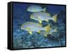 Oriental Sweetlips, Maldives-Stuart Westmoreland-Framed Stretched Canvas