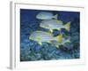 Oriental Sweetlips, Maldives-Stuart Westmoreland-Framed Photographic Print