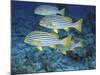 Oriental Sweetlips, Maldives-Stuart Westmoreland-Mounted Photographic Print