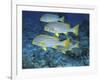 Oriental Sweetlips, Maldives-Stuart Westmoreland-Framed Photographic Print