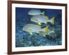 Oriental Sweetlips, Maldives-Stuart Westmoreland-Framed Photographic Print