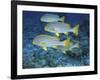 Oriental Sweetlips, Maldives-Stuart Westmoreland-Framed Photographic Print