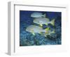 Oriental Sweetlips, Maldives-Stuart Westmoreland-Framed Photographic Print