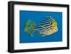 Oriental sweetlips (Plectorhinchus vittatus) pair. South Ari Atoll, Madlives. Indian Ocean-Alex Mustard-Framed Photographic Print