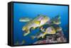 Oriental Sweetlips (Plectorhinchus Vittatus)-Reinhard Dirscherl-Framed Stretched Canvas