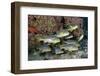 Oriental Sweetlips (Plectorhinchus Vittatus)-Reinhard Dirscherl-Framed Photographic Print