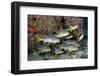 Oriental Sweetlips (Plectorhinchus Vittatus)-Reinhard Dirscherl-Framed Photographic Print