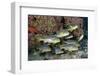 Oriental Sweetlips (Plectorhinchus Vittatus)-Reinhard Dirscherl-Framed Photographic Print