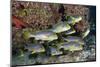 Oriental Sweetlips (Plectorhinchus Vittatus)-Reinhard Dirscherl-Mounted Photographic Print