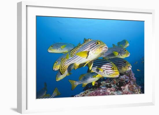 Oriental Sweetlips (Plectorhinchus Vittatus)-Reinhard Dirscherl-Framed Photographic Print