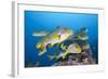 Oriental Sweetlips (Plectorhinchus Vittatus)-Reinhard Dirscherl-Framed Photographic Print