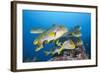 Oriental Sweetlips (Plectorhinchus Vittatus)-Reinhard Dirscherl-Framed Photographic Print