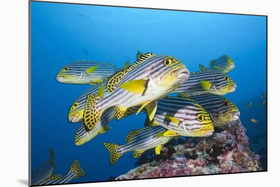 Oriental Sweetlips (Plectorhinchus Vittatus)-Reinhard Dirscherl-Mounted Photographic Print